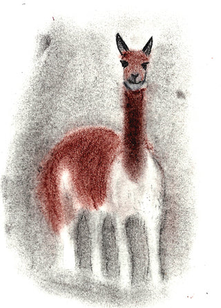 I interviewed : Alvaro Echazu, the man behing ILLIMANI Yarn