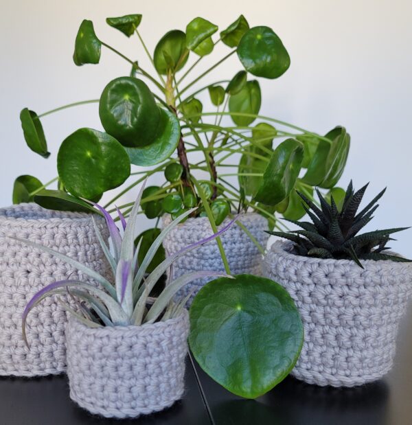 Various plants in pale gray crochet planters